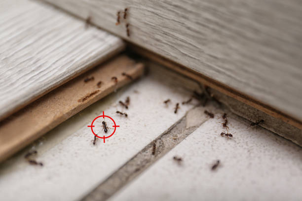 Best Bed Bug Extermination  in Happy Valley, OR