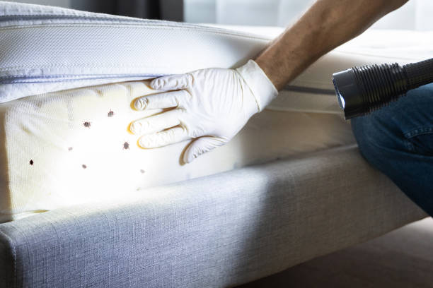 Best Local Pest Control Services  in Happy Valley, OR