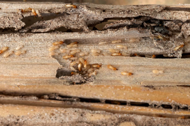 Best Pest Control Near Me  in Happy Valley, OR